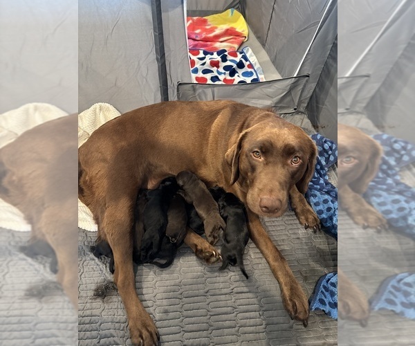 Medium Photo #1  Breeder Profile in BILLINGS, MT, USA