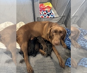 Labrador Retriever Dog Breeder near BILLINGS, MT, USA