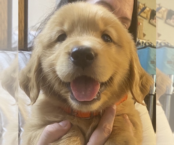 Medium Photo #1  Breeder Profile in CRANSTON, RI, USA