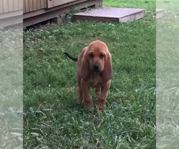 Medium Photo #1  Breeder Profile in Tonganoxie, KS, USA