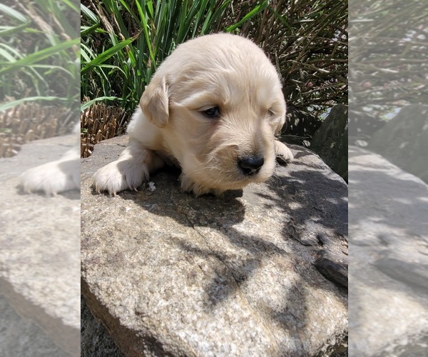 Medium Photo #1  Breeder Profile in WEST BROOKFIELD, MA, USA