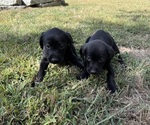 Small #2 Breeder Profile image