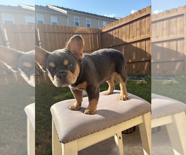 Medium Photo #7  Breeder Profile in LITHONIA, GA, USA