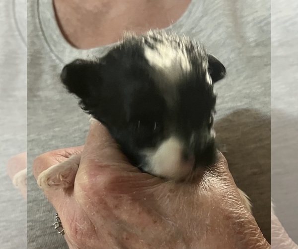 Medium Photo #1  Breeder Profile in ELIZABETH, IN, USA