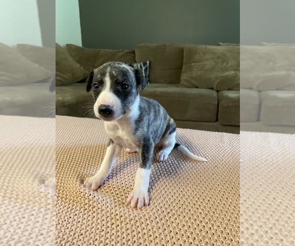 Medium Photo #5  Breeder Profile in OKLAHOMA CITY, OK, USA