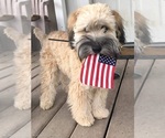 Small #1 Breeder Profile image
