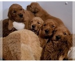 Small #21 Breeder Profile image