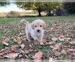 Small #17 Breeder Profile image