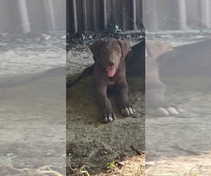 Great Dane Dog Breeder near HARDINSBURG, IN, USA