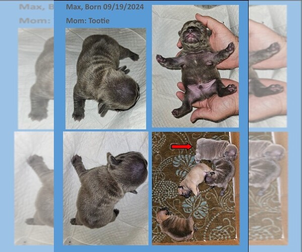 Medium Photo #7  Breeder Profile in BASTROP, TX, USA