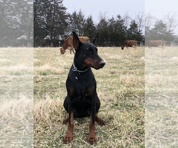 Medium Photo #3  Breeder Profile in FREDERICKTOWN, MO, USA