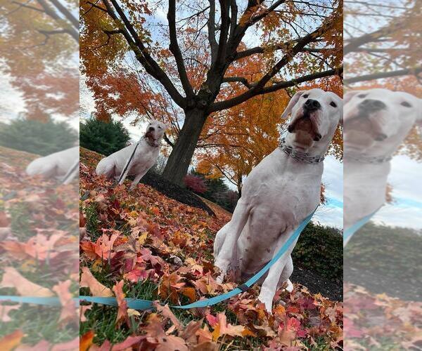 Medium Photo #1  Breeder Profile in BROOMALL, PA, USA