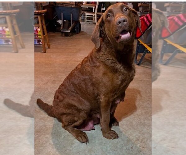 Medium Photo #2  Breeder Profile in FLOYD, VA, USA
