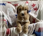 Small #9 Breeder Profile image