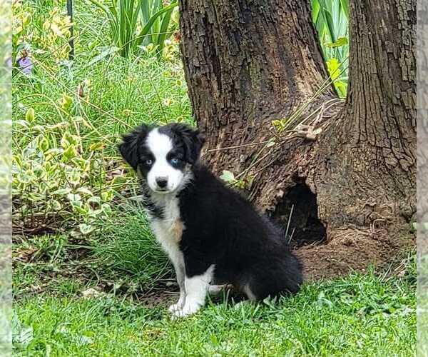 Medium Photo #6  Breeder Profile in GOLD HILL, OR, USA