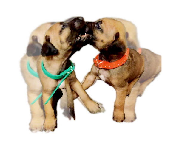 Medium Photo #26  Breeder Profile in ALBA, TX, USA