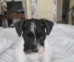Small #6 Breeder Profile image