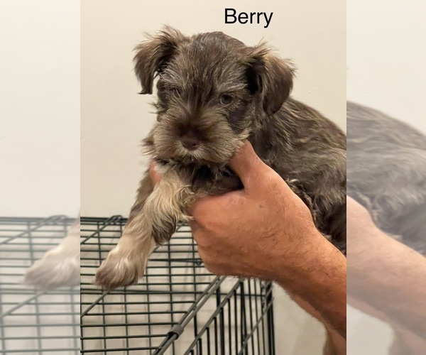 Medium Photo #2  Breeder Profile in SAINT MARYS, KS, USA