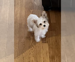 Small breeder photo