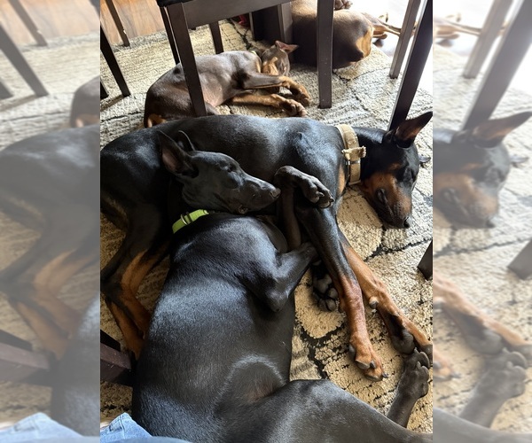 Medium Photo #2  Breeder Profile in POMEROY, OH, USA