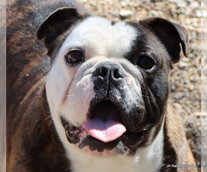 French Bulldog Dog Breeder near WINNSBORO, TX, USA