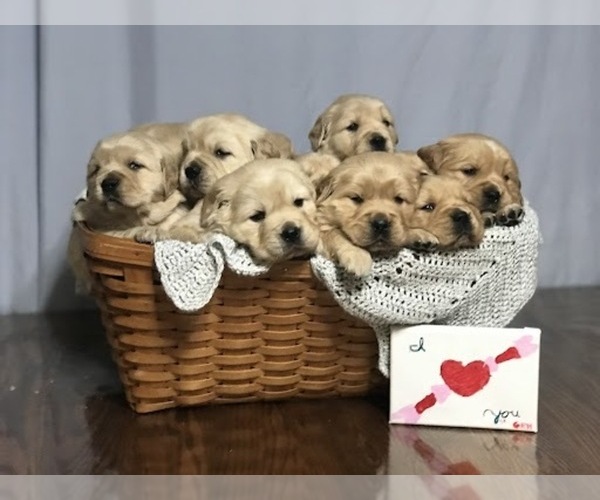 Medium Photo #1  Breeder Profile in PRINCEVILLE, IL, USA