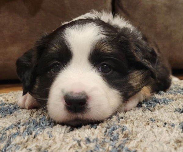 Medium Photo #3  Breeder Profile in AMERICUS, KS, USA