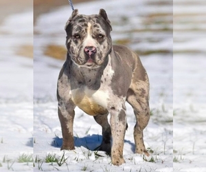 Main photo of American Bully Dog Breeder near ROCKY MOUNT, NC, USA