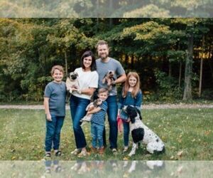 Yorkshire Terrier Dog Breeder in NAPLES,  USA