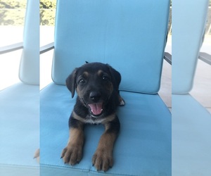 German Shepherd Dog Dog Breeder near WANETTE, OK, USA