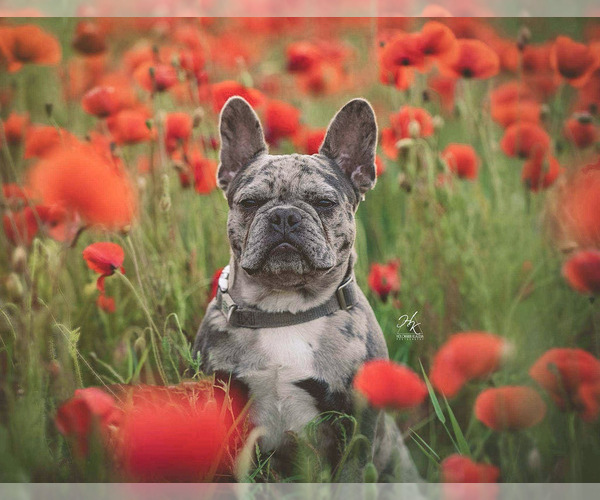 Medium Photo #1  Breeder Profile in Baja, Bacs-Kiskun, Hungary
