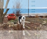 Small Photo #9  Breeder Profile in GRAND RAPIDS, MI, USA