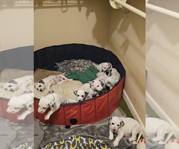 Medium Photo #1  Breeder Profile in FRANKLIN, KY, USA