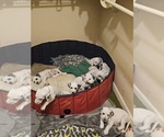 Small breeder photo