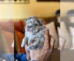 Small #48 Breeder Profile image