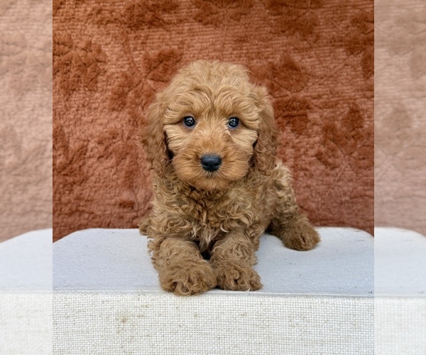 Medium Photo #4  Breeder Profile in OCALA, FL, USA