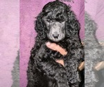 Small #1 Breeder Profile image