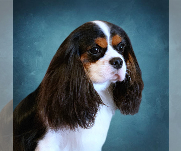 Medium Photo #9  Breeder Profile in MIAMI, FL, USA