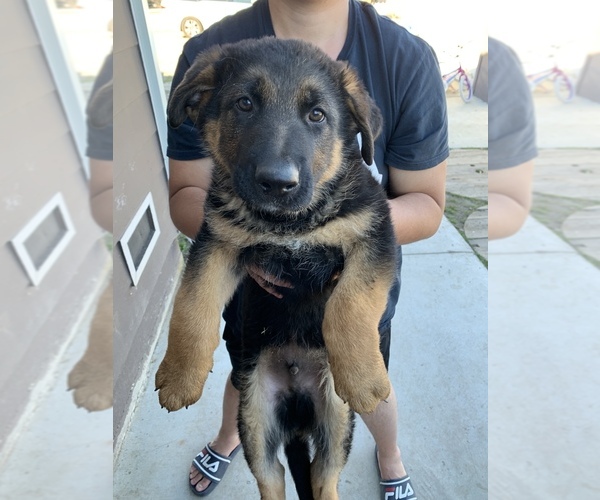 Medium Photo #1  Breeder Profile in SANTA ROSA, CA, USA