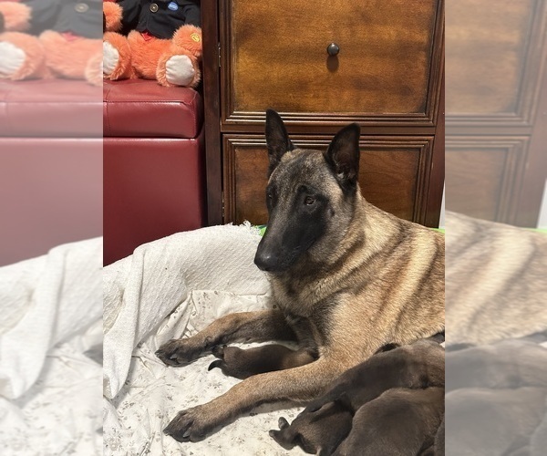 Medium Photo #9  Breeder Profile in WILLIAMS, CA, USA