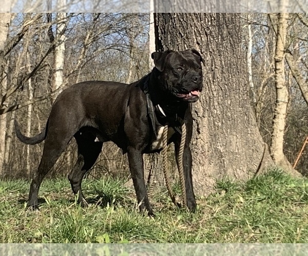 Medium Photo #25  Breeder Profile in COLUMBIA, KY, USA