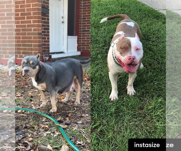 Medium Photo #1  Breeder Profile in JACKSONVILLE, FL, USA
