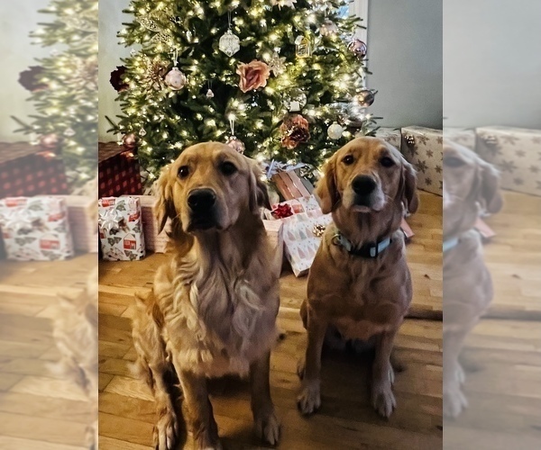 Medium Photo #34  Breeder Profile in SUWANEE, GA, USA