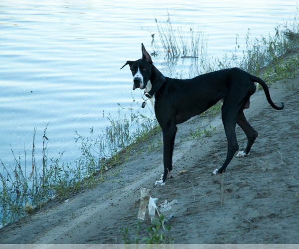 Medium Photo #1  Breeder Profile in BEDFORD, TX, USA