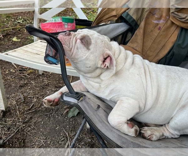 Medium Photo #12  Breeder Profile in PORTLAND, OR, USA
