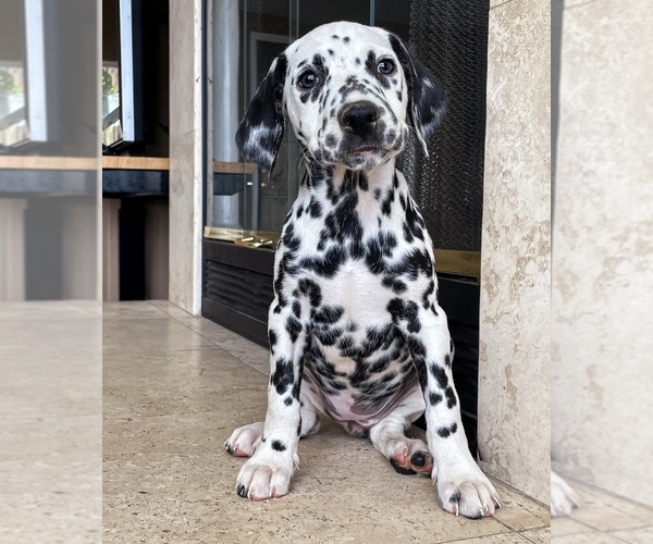 Medium Photo #2  Breeder Profile in PERRIS, CA, USA