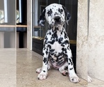 Small #1 Breeder Profile image