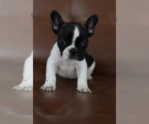French Bulldog Dog Breeder near STOCKTON, CA, USA