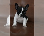 Small breeder photo