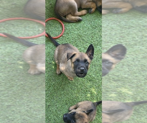 Medium Photo #20  Breeder Profile in OSHKOSH, WI, USA